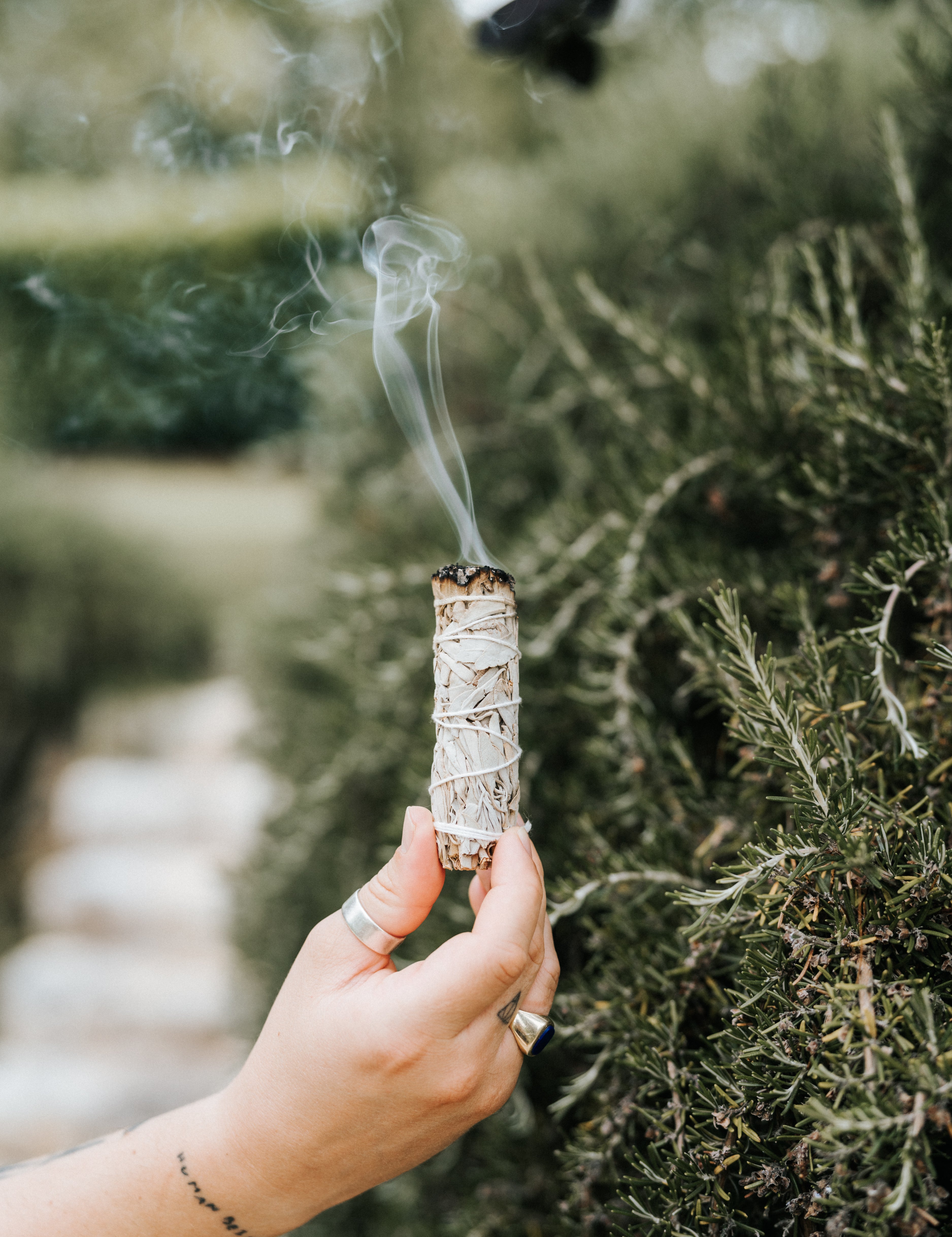 Weißer Salbei Smudge Sticks